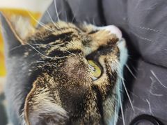 -纳吉亚猫专科动物医院博雅分院