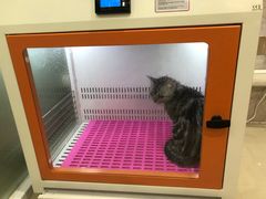 -福懋动物医院·犬猫全科·外科·重症科(杏林分院)