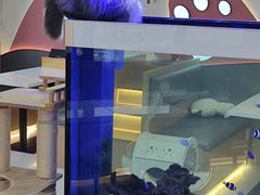 -喵园·猫主题咖啡厅·撸猫·猫咖(国贸店)