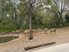 -北京野生动物园