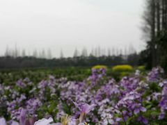 -上海长兴岛郊野公园