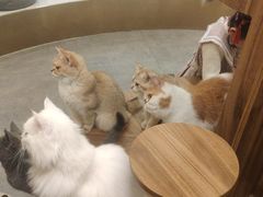 -飞行喵MR PILOT|猫舍·猫咖(静安大融城店)