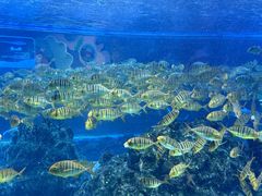 -海合安成都极地海洋公园