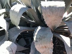 -墨尔本皇家植物园