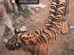 -清迈夜间动物园