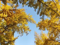 -三里屯东五街银杏大道