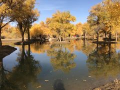 -金塔沙漠胡杨林景区