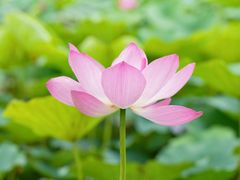 -上海鲜花港