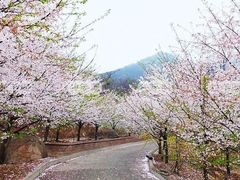-樱花山风景区