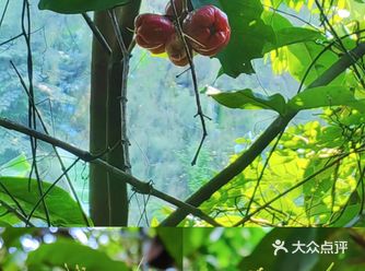 莲雾是一种营养丰富，功效多样的热带水果
