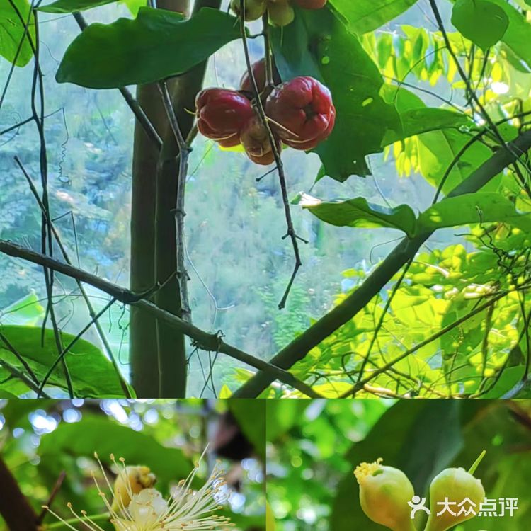 果园秘境小探险