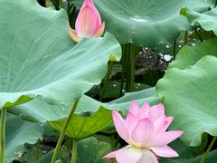 -荔湾湖公园