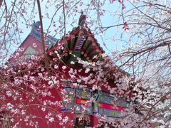 -桃花堤公园