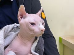 -美联众合动物医院·24h转诊中心
