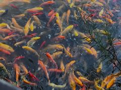 -武汉紫薇都市田园