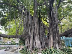 -荔湾湖公园