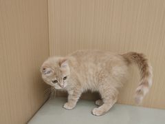 -瑞派康怡24h宠物医院·犬猫医疗中心·微创绝育(瑞景分院)