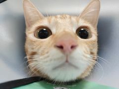 -瑞派旺宝宠物医院·犬猫全科综合·尿道专科(莲兴院)