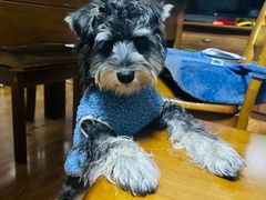 -翊宠yipet猫狗购宠庄园犬舍•猫舍