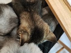 -楼上猫咖(罗湖店)