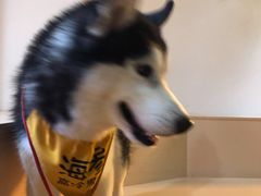 -Husky Go! 哈士奇体验馆·宠物咖啡厅狗咖