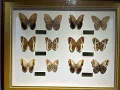 -上海昆虫博物馆