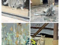 -青藏高原野生动物园