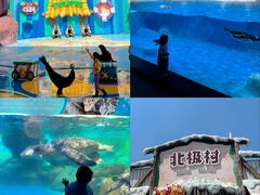 -海合安成都极地海洋公园