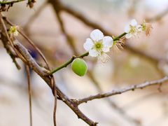 -广州市流溪河国家森林公园