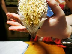 -藦茜花园宠物主题亲子互动体验馆(国顺东路店)