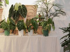 -自由生长植物工作室(深港花卉中心店)