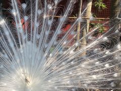 -西双版纳总佛寺