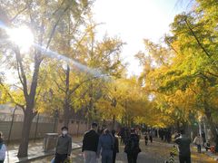 -三里屯东五街银杏大道