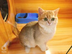 -猫十亿·布偶金渐层·曼基康矮脚猫舍(青年路店)