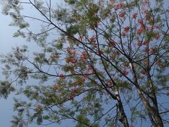 -曼听御花园