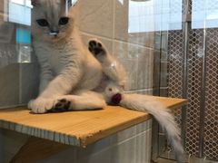 -1013 PET SHOP 宠物商店(近铁城市广场店)