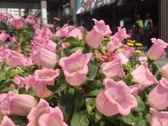 -Apple零售店(成都太古里店)