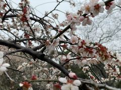-香雪海