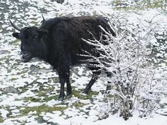 -硗碛藏寨·神木垒景区