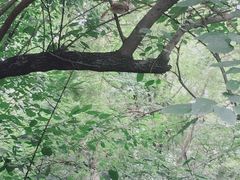 -紫金山天文台