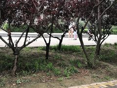 -绿堤公园