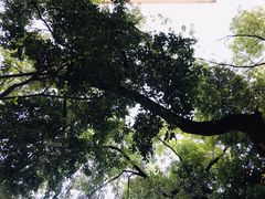 -樹下遇见树·咖啡