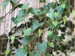 -欢姐伦教糕(北海大道北店)