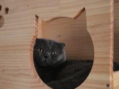 -我爱猫咪·猫咖·狗咖·安哥拉兔·羊驼咖(小寨华旗店)