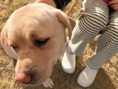 -趣玩宠物乐园寄养训犬训狗游泳池