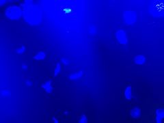-暹罗海洋世界