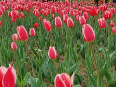 -长春公园(普阳街道)