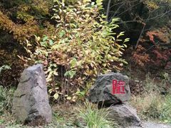 -天女山森林公园