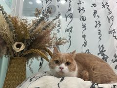 -爱洗澡的猫(望京店)