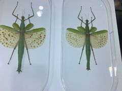 -上海昆虫博物馆